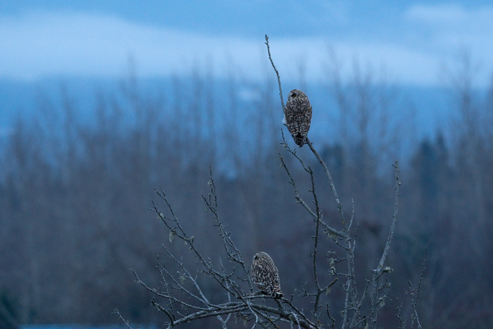 Short-eared Owl